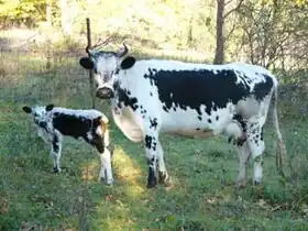 Animaux à robe blanche mouchetée de noir, deux taches principales sur les flancs, le mufle et les oreilles noirs.