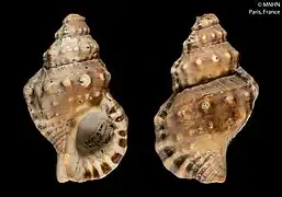 Ranella gemmifera