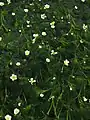 Photo couleur montrant des fleurs blanches à fond jaune, éparpillées sur un lit de verdure émergeant de l'eau.