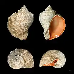 Un coquillage