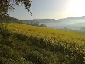 Brevörde