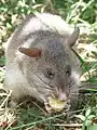 Un HeroRAT mangeant une banane