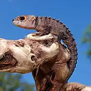 Scinque crocodile(Tribolonotus gracilis)