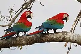 Ara chloropterus (Psittaciformes).