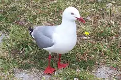genre Chroicocephalusmouette scopuline
