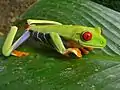 Agalychnis callidryas (Parc national de Tortuguero, Costa Rica)