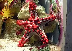 Une étoile de mer.