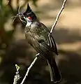 Pycnonotus jocosus dans le Karnataka, en Inde