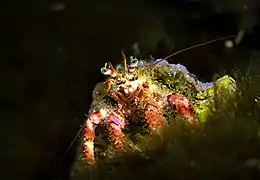 Dardanus sp. au large d'Iż-Żurrieq (Malte).