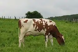 Image illustrative de l’article Red holstein