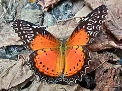 Cethosia biblis