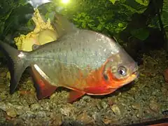 Piaractus brachypomus juvénile