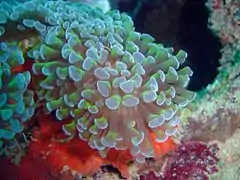 Euphyllia ancora