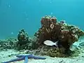 Étoile de mer bleue