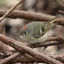 Un oiseau est posé sur une branche. On remarque une strie rouge sur sa tête.