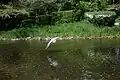 Héron et étendue d'eau au parc