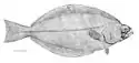 Flétan du Groenland (Reinhardtius hippoglossoides, is: Grálúða)