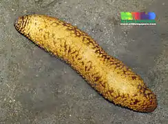 Holothuria notabilis
