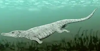 Reconstitution d'un Remingtonocetus.