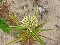 inflorescence de Remirea maritima à l'anthèse