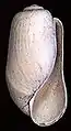 Coquille de Retusa obtusa (en).