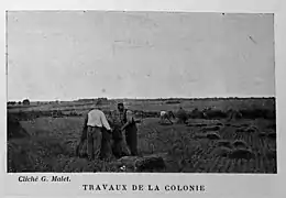 travail aux champs,