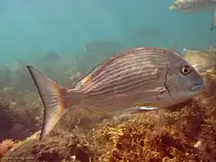 Rhabdosargus sarba