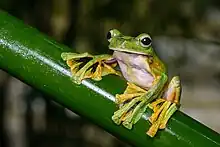 Grenouille volante de Wallace