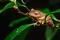 Rhacophorus rhodopus