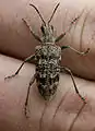 Rhagium (Rhagium) inquisitor  Linnaeus, 1758