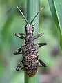 Rhagium mordax(DeGeer, 1775) ♂