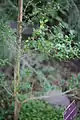 Plant de Rhaphithamnus venustus sous serre