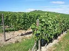 Vignoble de Stadecken-Elsheim.