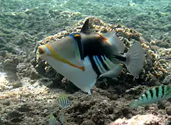 Baliste Picasso (Rhinecanthus aculeatus) en attitude d'intimidation, épines dressées.