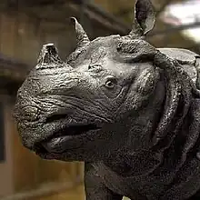 Photo cadrée sur la tête du rhinocéros. Sa peau est noire.