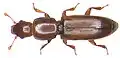 Rhizophagus depressus