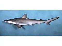 Rhizoprionodon terraenovae