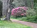 Rhododendron sp. (Ericales, Ericaceae)