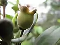 Rhodomyrtus tomentosa fruit immature.