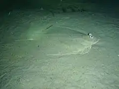 Rhombosolea tapirina.