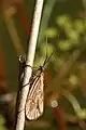 Rhyacophila fasciata (Rhyacophilidae)
