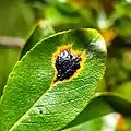 Rhytisma salicinum