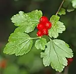 Fruits
