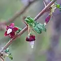 Fleurs
