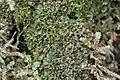 Riccardia lasiorhinus
