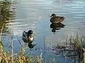 Couple de colverts