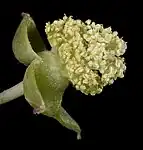 Fleur mâle.