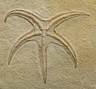 Riedaster reicheli (Astropectinidae, Jurassique, Solnhofen).