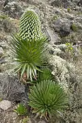 Lobelia deckenii vers 4&nbsp;000&nbsp;mètres d'altitude.
