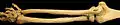 Ulna au-dessus du radius